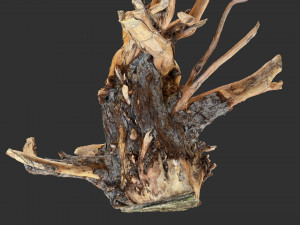 Tree Root 3D Scan Modelo 3D