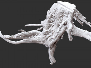 Tree Root 3D Scan Modelo 3D