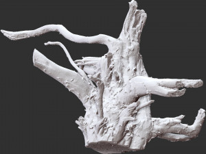 Tree Root 3D Scan Modelo 3D