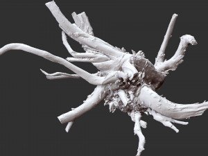 Tree Root 3D Scan Modelo 3D