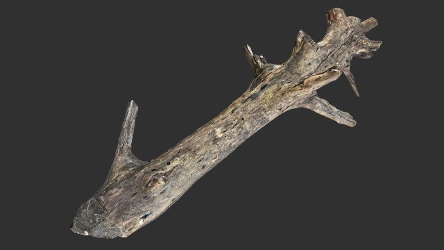 Tree trunk 3d scan 3D 模型 .c4d .max .obj .3ds .fbx .stl .blend 