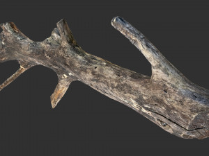 Tree trunk 3d scan 3D 模型