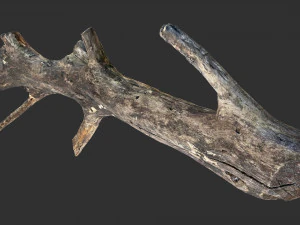 Tree trunk 3d scan 3D Model