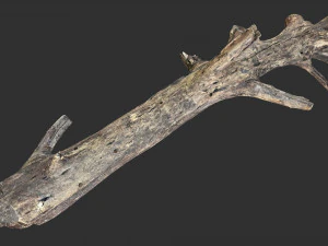 Tree trunk 3d scan 3D Model
