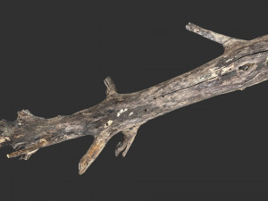 Tree trunk 3d scan 3D 模型