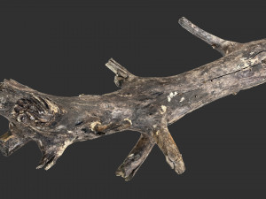 Tree trunk 3d scan 3D 模型