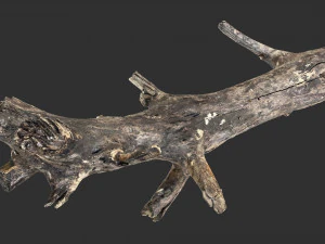Tree trunk 3d scan 3D Model