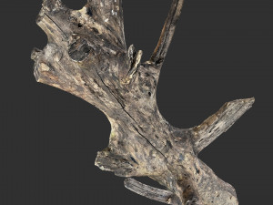 Tree trunk 3d scan 3D 模型