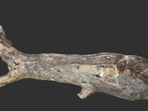 Tree trunk 3d scan 3D 模型