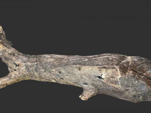 Tree trunk 3d scan 3D Model