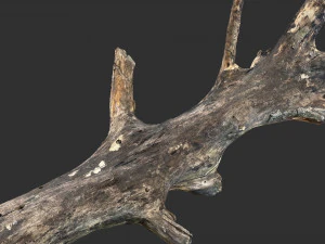 Tree trunk 3d scan 3D Model