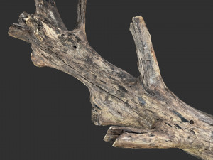 Tree trunk 3d scan 3D 模型