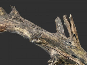 Tree trunk 3d scan 3D 模型