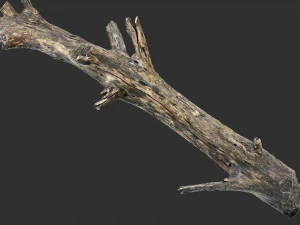 Tree trunk 3d scan 3D Model
