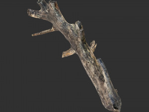 Tree trunk 3d scan 3D 模型