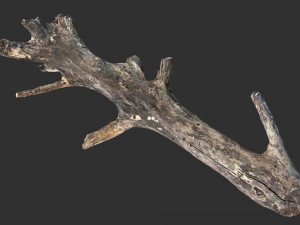 Tree trunk 3d scan 3D 模型