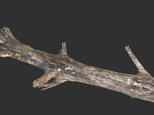 Tree trunk 3d scan 3D Model