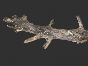 Tree trunk 3d scan 3D 模型