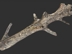 Tree trunk 3d scan 3D 模型