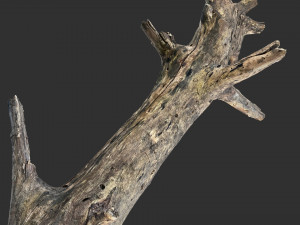 Tree trunk 3d scan 3D 模型