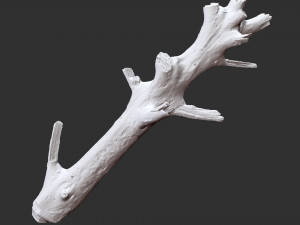 Tree trunk 3d scan 3D 模型
