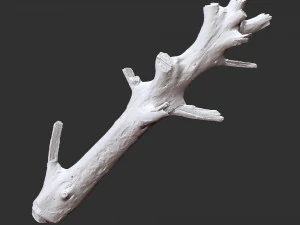 Tree trunk 3d scan 3D Model