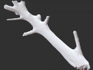 Tree trunk 3d scan 3D 模型