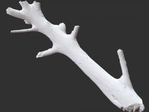 Tree trunk 3d scan 3D Model