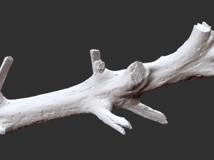 Tree trunk 3d scan 3D 模型
