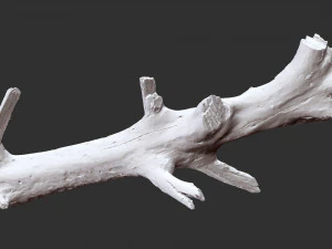 Tree trunk 3d scan 3D Model
