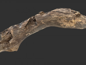 Tree trunk 3d scan 3D-Modell