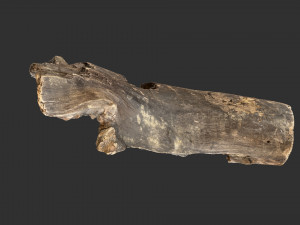 Tree trunk 3d scan 3D-Modell