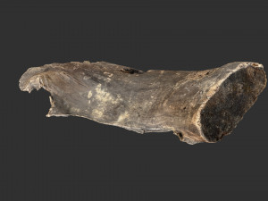 Tree trunk 3d scan 3D-Modell