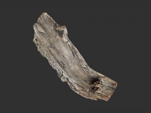 Tree trunk 3d scan 3D-Modell