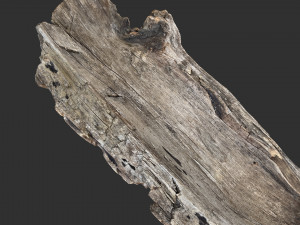 Tree trunk 3d scan 3D-Modell