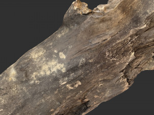 Tree trunk 3d scan 3D-Modell