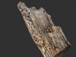 Tree trunk 3d scan 3D-Modell