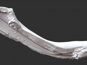 Tree trunk 3d scan 3D-Modell