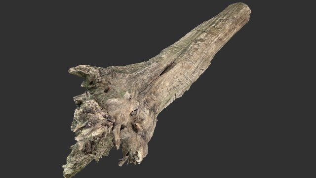 Withered tree trunk 3d scan 3D Модель .c4d .max .obj .3ds .fbx .stl .blend 