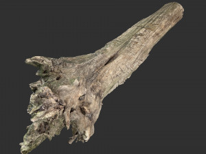 Withered tree trunk 3d scan 3D Model