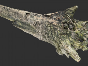 Withered tree trunk 3d scan 3D Модель