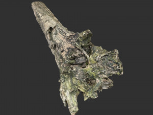 Withered tree trunk 3d scan 3D Модель