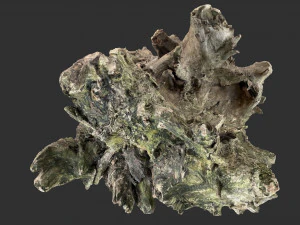 枯萎的树干 3d 扫描 3D 模型