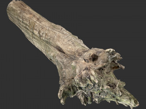 Withered tree trunk 3d scan 3D Модель