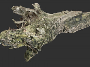 Withered tree trunk 3d scan 3D Модель