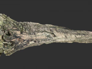 枯萎的树干 3d 扫描 3D 模型