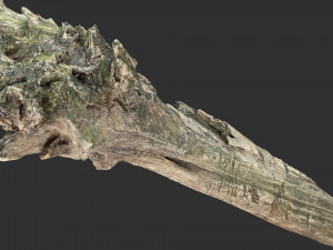 Withered tree trunk 3d scan 3D Модель