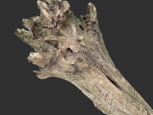 Withered tree trunk 3d scan 3D Модель