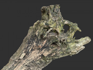 Withered tree trunk 3d scan 3D Модель