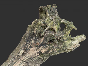 枯萎的树干 3d 扫描 3D 模型